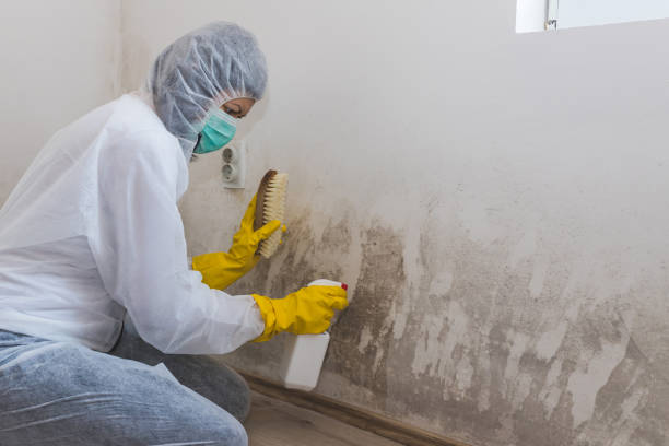 Trusted Baidland, PA Mold Remediation Experts