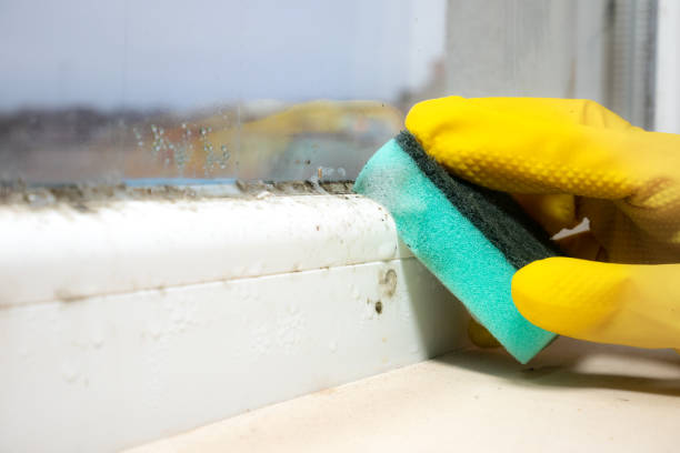 Best Commercial Mold Remediation in Baidland, PA
