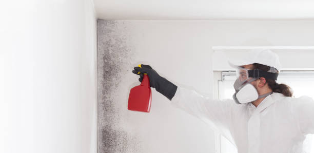 Best Black Mold Remediation in Baidland, PA