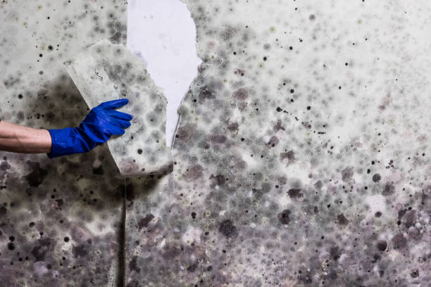 Best Industrial Mold Remediation in Baidland, PA